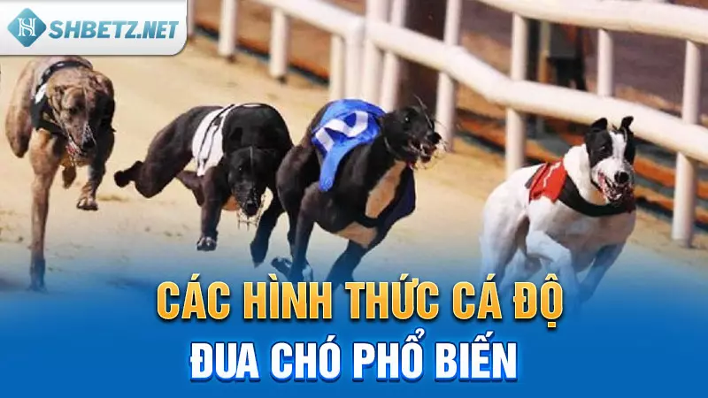 Các hình thức cá độ đua chó phổ biến